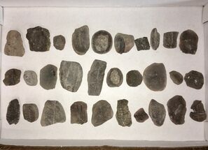 Clearance Lot: Mazon Creek Plant Fossil Nodules - Pieces #215262