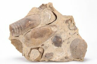 Ordovician Oncoceratid & Bivalve Fossil Association - Wisconsin #215208