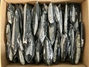 Clearance Lot: to Polished Orthoceras Fossils - Pieces #215291