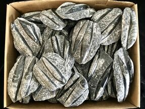 Clearance Lot: to Polished Orthoceras Fossils - Pieces #215293