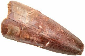 Fossil Spinosaurus Tooth - Real Dinosaur Tooth #214342
