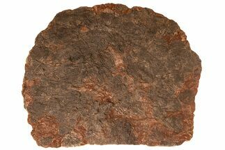 / Foot Wide Fossil Crinoid (Scyphocrinites) Plate - Morocco #215237