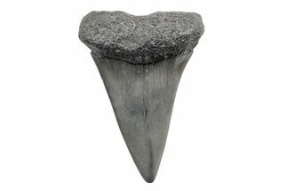 Fossil Broad-Toothed Mako Tooth - South Carolina #214623