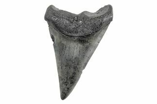 Fossil Broad-Toothed Mako Tooth - South Carolina #214639
