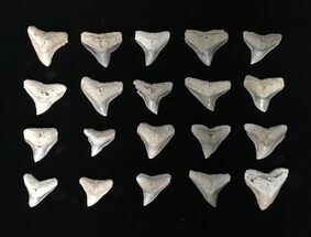 Clearance Lot: Serrated Fossil Shark (Carcharhinus) Teeth - Pieces #215303