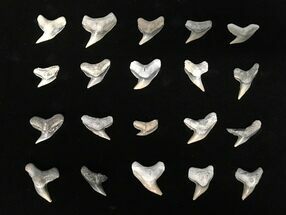 Clearance Lot: Long-Tooth Tiger Shark (Physogaleus) Teeth - Pieces #215312