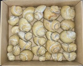 Clearance Lot: Large Polished Fossil Gastropods - Pieces #215324