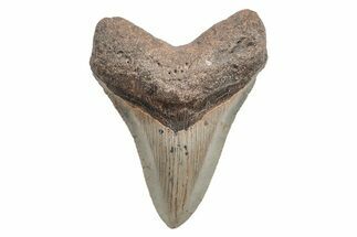 Serrated, Fossil Megalodon Tooth - North Carolina #208037