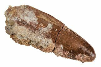 Fossil Spinosaurus Tooth - Real Dinosaur Tooth #215332
