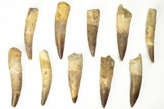 Clearance: Fossil Spinosaurus Teeth - Repaired/Restored #215448
