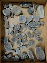 Clearance Lot: Mazon Creek Plant Fossil Nodules - Pieces #215455