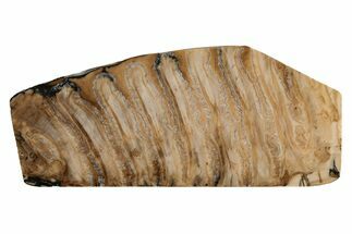 Woolly Mammoth Molar Slab - Siberia #215389