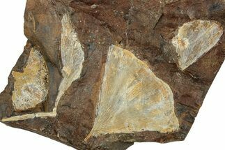 Four Fossil Ginkgo Leaves From North Dakota - Paleocene #215476