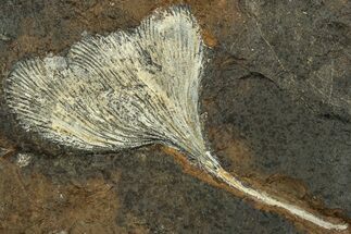 Fossil Ginkgo Leaf From North Dakota - Paleocene #215477