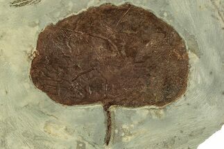 Fossil Leaf (Zizyphoides) - Montana #215535