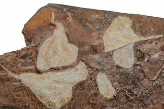 Five Fossil Ginkgo Leaves From North Dakota - Paleocene #215484