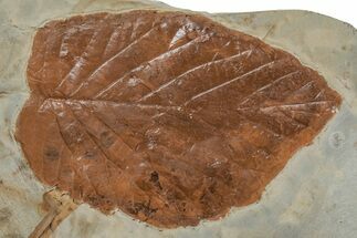 Fossil Leaf (Beringiaphyllum) - Montana #215518