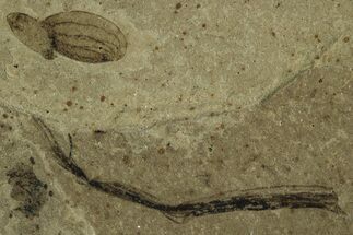 Fossil Samara (Winged Seed) - Green River Formation, Utah #215548