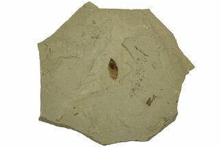 Fossil Samara (Winged Seed) - Green River Formation, Utah #215549