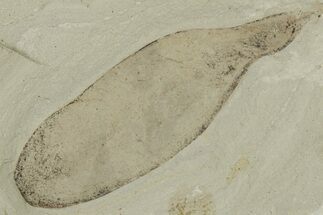 Legume Fossil - Green River Formation, Utah #215608