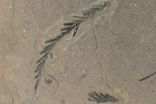 Metasequoia Fossil Plate - McAbee Fossil Beds, BC #215665