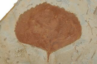 Fossil Leaf (Zizyphoides) - Montana #215541