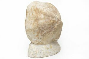 21  希少種　eurychlamys  エリキュラミス　カリフォルニア輸入 希少種 eurychlamys エリキュラミス カリフォルニア輸入