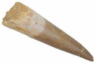 Fossil Plesiosaur (Zarafasaura) Tooth - Morocco #215837