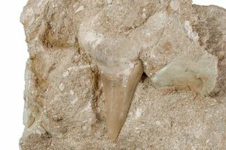 Otodus Shark Tooth Fossil in Rock - Eocene #215641
