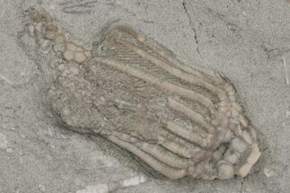Fossil Crinoid (Macrocrinus) - Crawfordsville, Indiana #216132