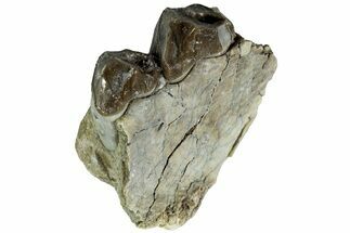 Oreodont (Merycoidodon) Jaw Section - South Dakota #215889