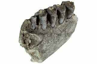 Oreodont (Merycoidodon) Jaw Section - South Dakota #215910