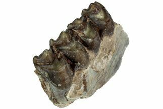 Oreodont (Merycoidodon) Jaw Section - South Dakota #215919