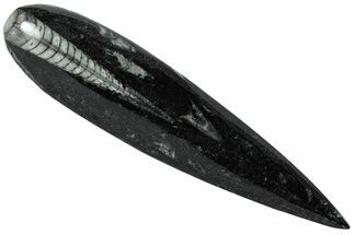 Polished Fossil Orthoceras (Cephalopod) - Morocco #216155
