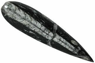 Polished Fossil Orthoceras (Cephalopod) - Morocco #216156
