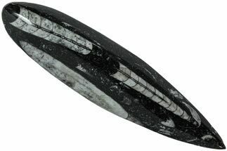 Polished Fossil Orthoceras (Cephalopod) - Morocco #216168