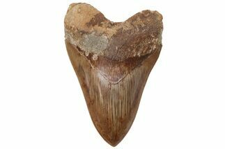 Serrated Fossil Megalodon Tooth - Massive Indonesian Meg #216487