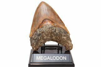 Serrated Fossil Megalodon Tooth - Massive Indonesian Meg #216488