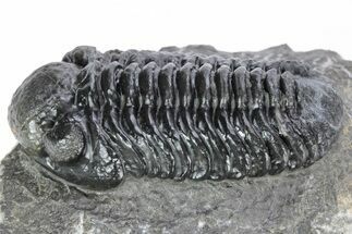 Prone Austerops Trilobite - Morocco #216579