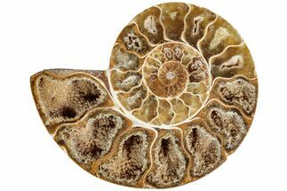 Jurassic Cut & Polished Ammonite Fossil (Half)- Madagascar #215991