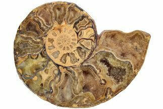 Jurassic Cut & Polished Ammonite Fossil (Half)- Madagascar #216008