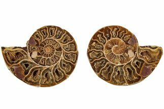 Jurassic Cut & Polished Ammonite Fossil (Pair)- Madagascar #215977