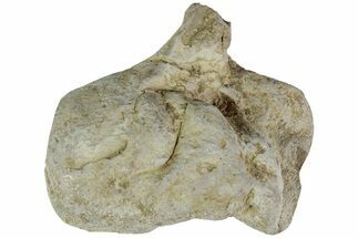Cretaceous Fish Coprolite (Fossil Poop) - Kansas #216446