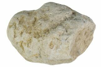 Cretaceous Fish Coprolite (Fossil Poop) - Kansas #216456