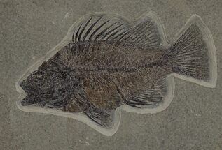 Fossil Fish (Priscacara) - Green River Formation #211220