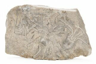 Multiple Fossil Crinoid (Dichocrinus) Plate - Gilmore City, Iowa #216495