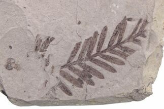 Unidentified Fossil Frond - Ruby River Basin, Montana #216587