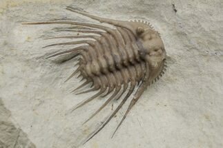 Spiny Trilobite (Kettneraspis) Fossil - Oklahoma #216688