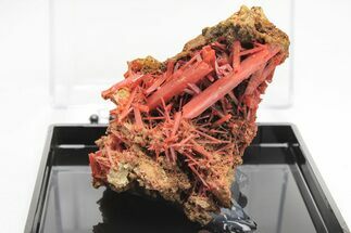 Bright Orange Crocoite Crystal Cluster - Tasmania #206923