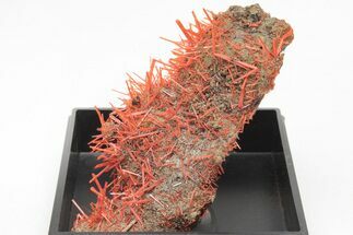 Bright Orange Crocoite Crystal Cluster - Tasmania #206930